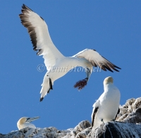 Australasian Gannet - Morus serrator 4281