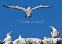 Australasian Gannet - Morus serrator 5941