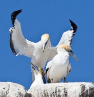 Australasian Gannet - Morus serrator 5968