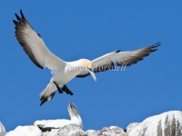 Australasian Gannet - Morus serrator 5971