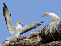 Australasian Gannet - Morus serrator