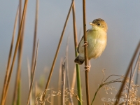 Golden-headed-Cisticola - Cisticola exilis