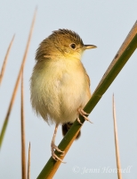 Golden-headed-Cisticola - Cisticola exilis 2