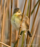 Golden-headed-Cisticola - Cisticola exilis 3