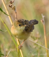Golden-headed-Cisticola - Cisticola exilis -4