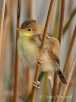 Golden-headed-Cisticola - Cisticola exilis 5