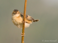 Golden-headed-Cisticola - Cisticola exilis 6111