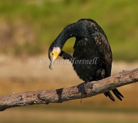 Great Cormorant - Phalacrocorax carbo 3489