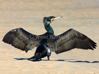 Great Cormorant - Phalacrocorax carbo