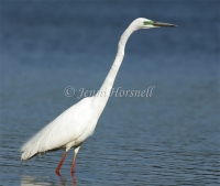Egret-2884