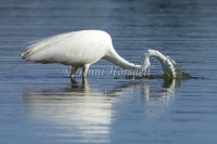 Egret-Feeding-2