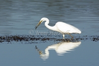 Egret-Feeding