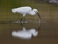 Egret-fishing-1823