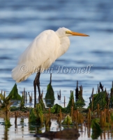 JH_3285