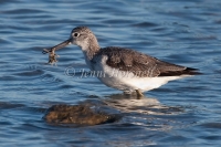 Red-necked Avocet - Recurvirostra novaehollandiae 4574