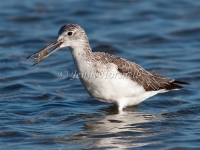 Red-necked Avocet - Recurvirostra novaehollandiae 4635