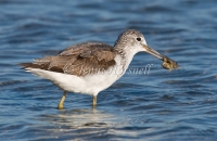 Red-necked Avocet - Recurvirostra novaehollandiae 4664
