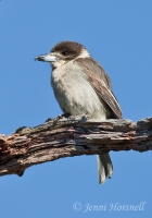 Grey Butcherbird - Cracticus torquatus 0308