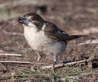 Grey Butcherbird - Cracticus torquatus 0320