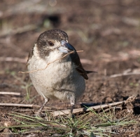 Grey Butcherbird - Cracticus torquatus 0324
