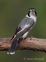 Grey Butcherbird - Cracticus torquatus 4840