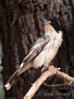 Grey Butcherbird - Cracticus torquatus 6229