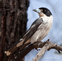 Grey Butcherbird - Cracticus torquatus 6249