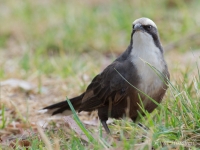 Grey-crowned Babbler - Pomatostomus temporalis 7077
