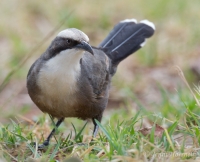 Grey-crowned Babbler - Pomatostomus temporalis 7080