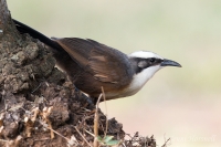 Grey-crowned Babbler - Pomatostomus temporalis 7109