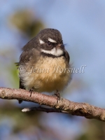 Grey Fantail - Rhipidura albiscapa 1900