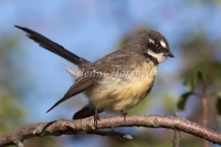 Grey Fantail - Rhipidura albiscapa 1902
