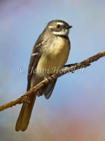 Grey Fantail - Rhipidura albiscapa 2877