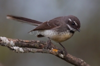 Grey Fantail - Rhipidura albiscapa 4533
