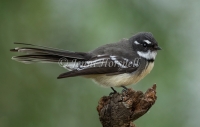 Grey Fantail - Rhipidura albiscapa 5115