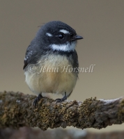 Grey Fantail - Rhipidura albiscapa 5123