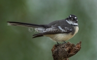 Grey Fantail - Rhipidura albiscapa 5244