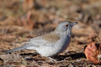 Grey Shrike-thrush - Colluricincla harmonica 4915