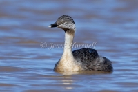 Hoary-headed Grebe - Poliocephalus poliocephalus 1146