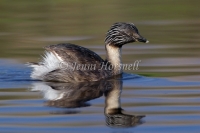 Hoary-headed Grebe - Poliocephalus poliocephalus 1772