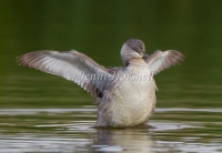 Hoary-headed Grebe - Poliocephalus poliocephalus 1948
