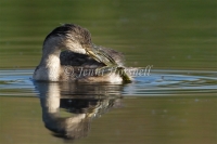 Hoary-headed Grebe - Poliocephalus poliocephalus 2486