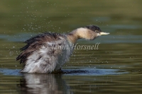 Hoary-headed Grebe - Poliocephalus poliocephalus 2611