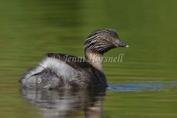 Hoary-headed Grebe - Poliocephalus poliocephalus 2690