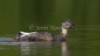 Hoary-headed Grebe - Poliocephalus poliocephalus 2887