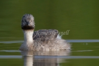 Hoary-headed Grebe - Poliocephalus poliocephalus 3118