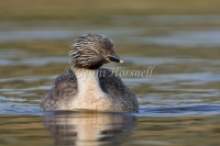 Hoary-headed Grebe - Poliocephalus poliocephalus 3173