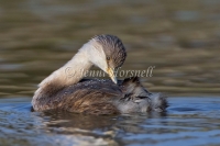 Hoary-headed Grebe - Poliocephalus poliocephalus 3242