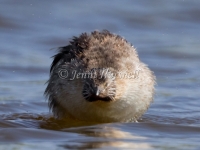 Hoary-headed Grebe - Poliocephalus poliocephalus 3496