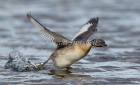 Hoary-headed Grebe - Poliocephalus poliocephalus 4091